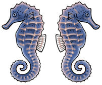 Jewelry - Earrings, Seahorse