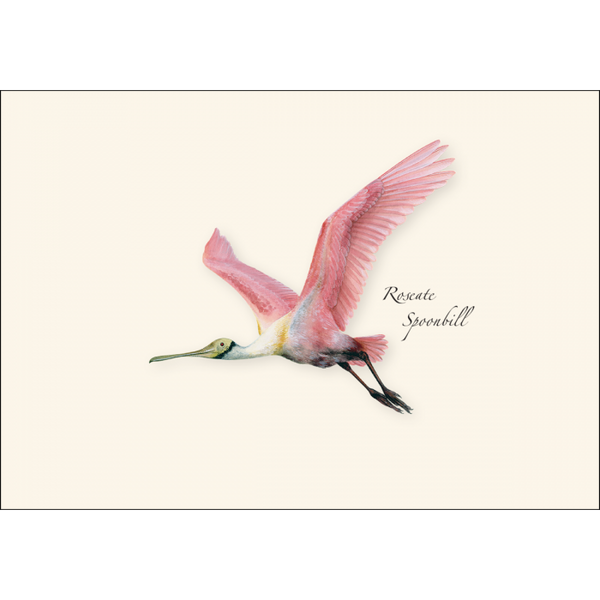 Cards, HISP Box Spoonbill