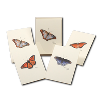 Cards, HISP Box Butterfly Asst.