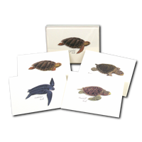 Cards, HISP Box Sea Turtles