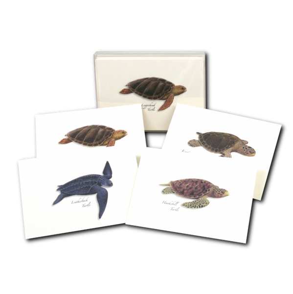 Cards, HISP Box Sea Turtles