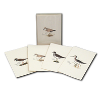 Cards, HISP Box Shorebird