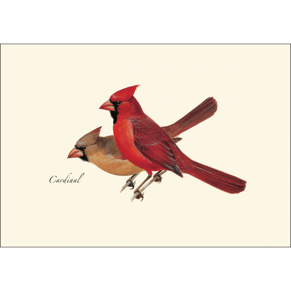 Cards, HISP Box Cardinal