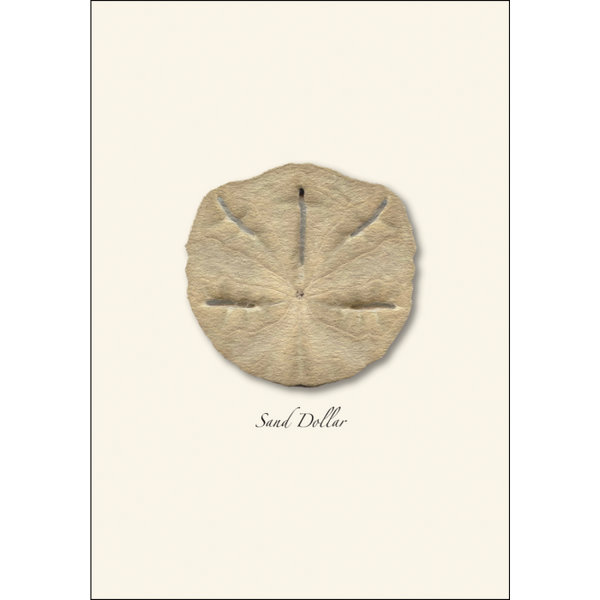 Cards, HISP Box Sand Dollar