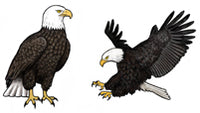 Jewelry - Earrings, Bald Eagle