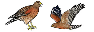 Jewelry - Earrings, Red Shouldered Hawk
