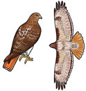 Jewelry - Earrings, Red Tailed Hawk