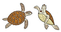 Jewelry - Earrings, Hawksbill Sea Turtle
