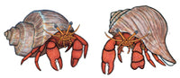 Jewelry - Earrings, Hermit Crab