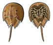 Jewelry - Earrings, Horseshoe Crab