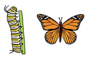 Jewelry - Earrings, Monarch Butterfly