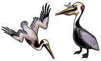Jewelry - Earrings, Brown Pelican