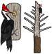 Jewelry - Earrings, Pileated Woodpecker