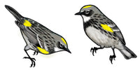 Jewelry - Earrings, Yellow-rumped Warbler