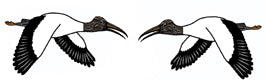 Jewelry - Earrings, Wood Stork