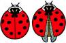 Jewelry - Earrings, Ladybug