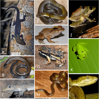 Registration Snakes & Stuff